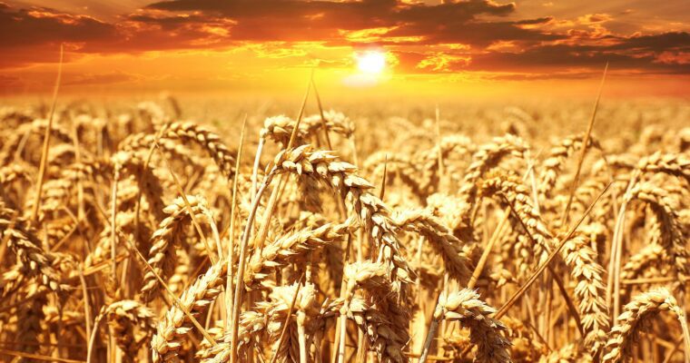 Wheat – The Superior Food