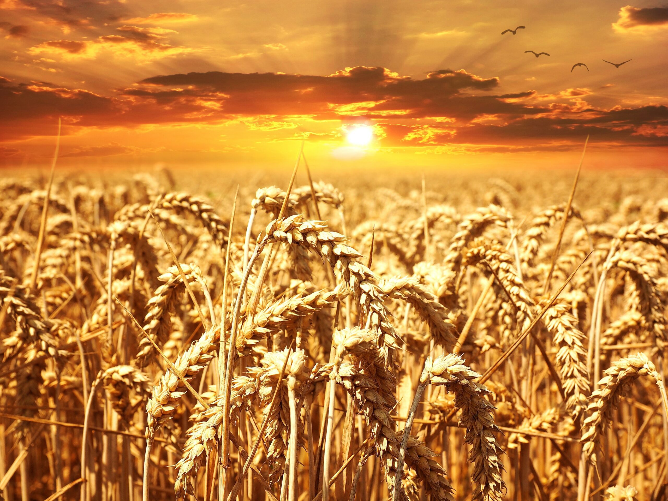 Wheat – The Superior Food